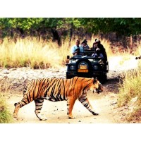 Jaipur Ranthambore Tour