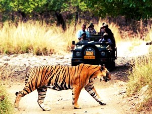 Jaipur Ranthambore Tour