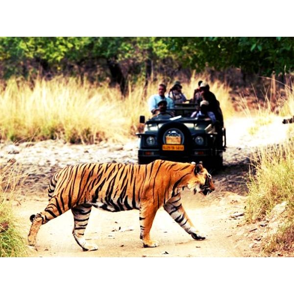 Jaipur Ranthambore Tour